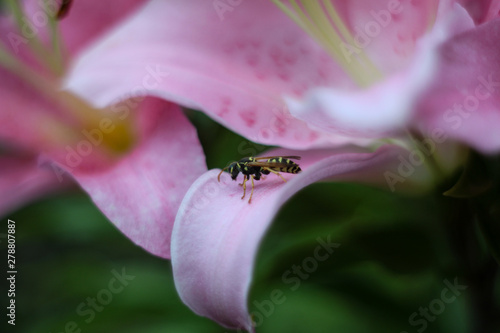 bee on lily flower