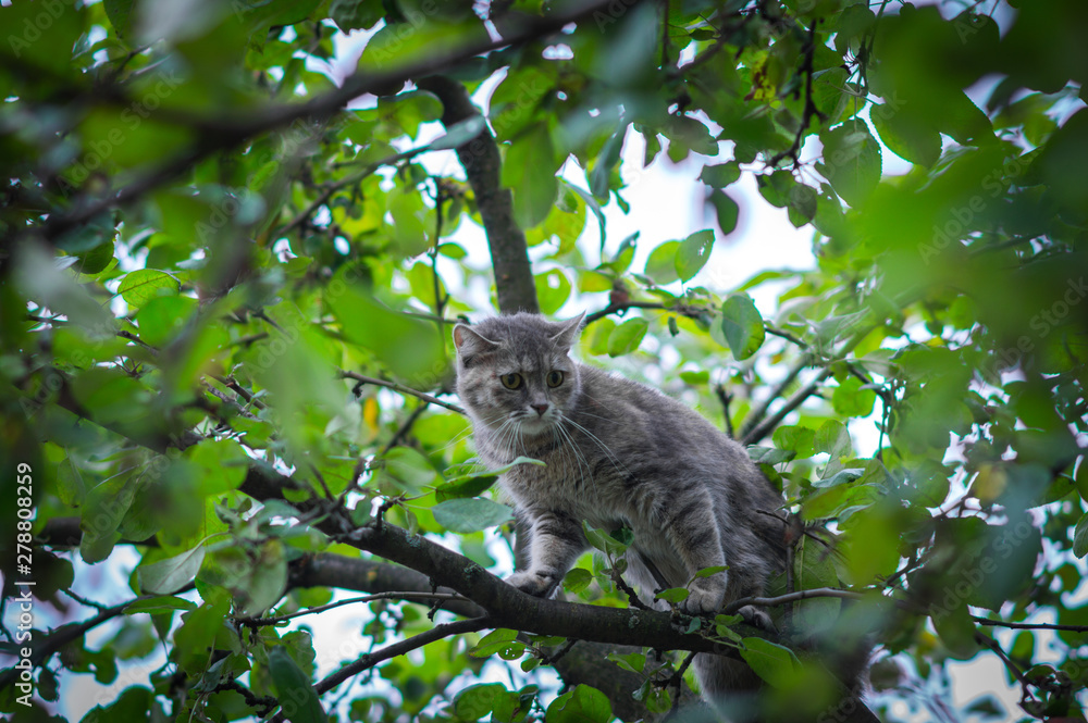 cute gray cat hid on a green tree from dogs cute gray cat hid on a green tree from dogs