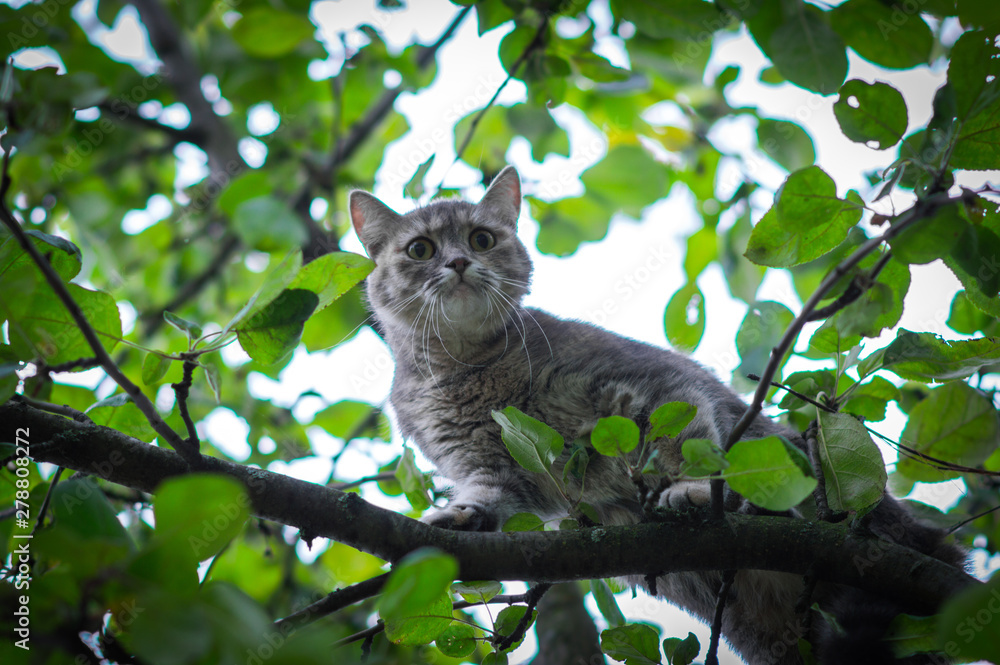 cute gray cat hid on a green tree from dogs cute gray cat hid on a green tree from dogs