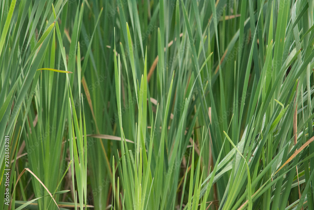 Fototapeta premium Lost in Cattails