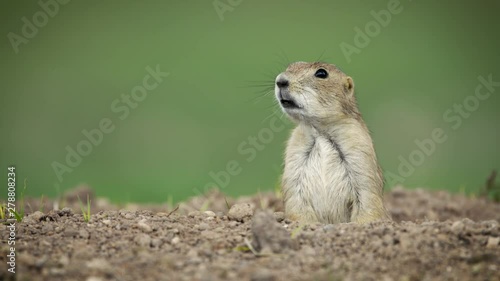 mexican prairie dog