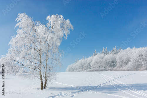 Winter landscape. One tree standing in the middle of a snow-covered hoarfrost is covered with frost on a sunny frosty winter day.