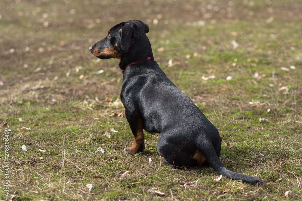 black dachshund dog with brown spots on the face black dachshund dog with brown spots on the face