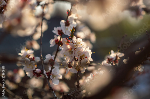 apricot tree blooms with white flowers at sunset in spring © yurii oliinyk