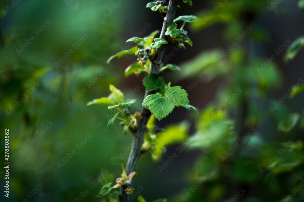 branch of a tree branch of a tree