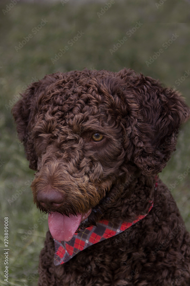 Beautiful purebred smart dogs for the show, the best Beautiful purebred smart dogs for the show, the best
