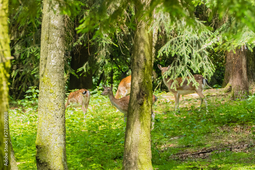 Rehe zwischen Tannenbäume Nadelwald photo