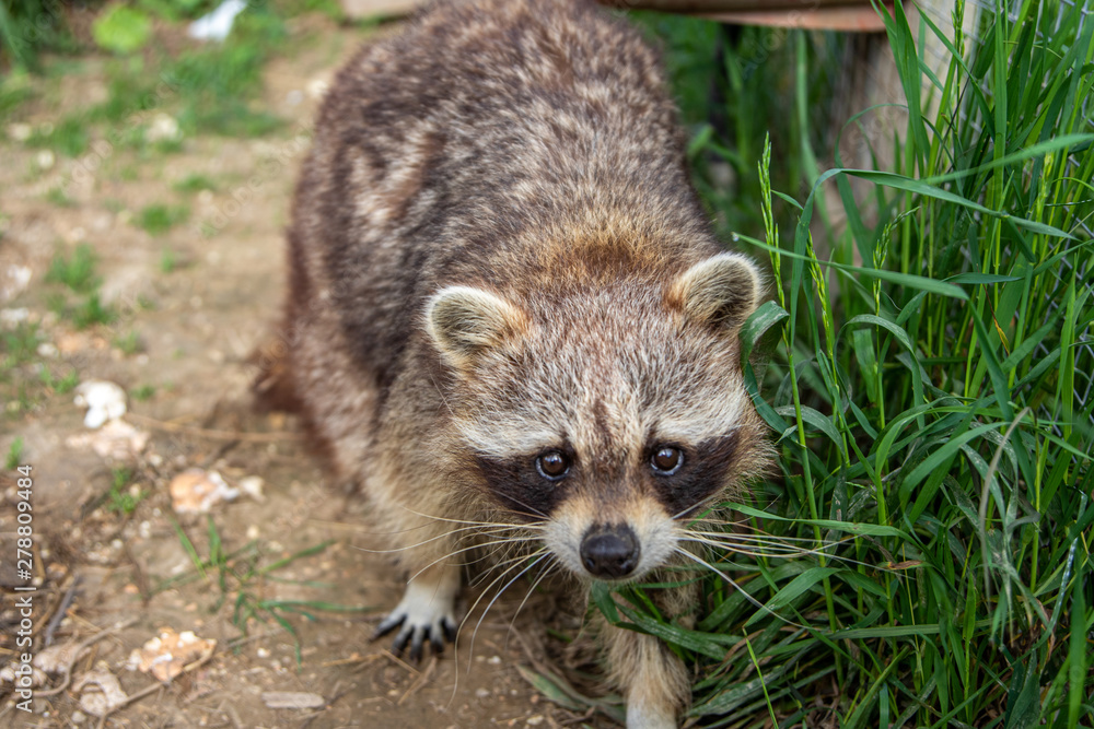 Fototapeta premium Waschbär in Gehege in Kanada