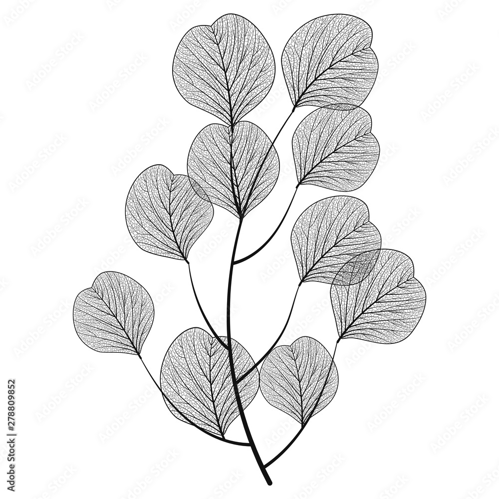 Branch with leaves isolated. Vector illustration.