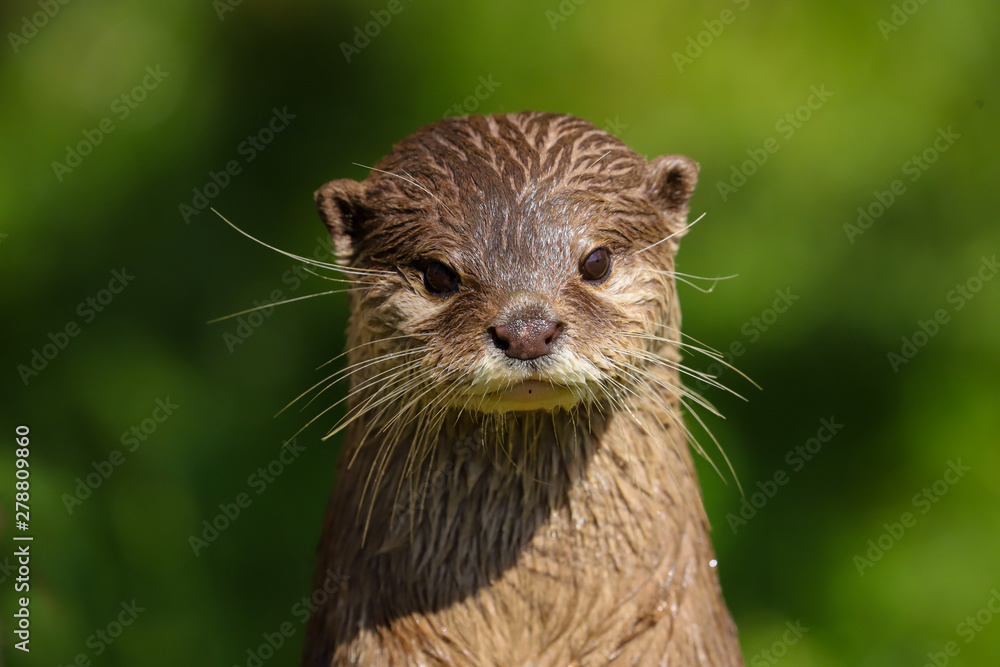 Close up Asian Short Clawed Otter (Amblonyx cinerea) Close up Asian Short Clawed Otter (Amblonyx cinerea)