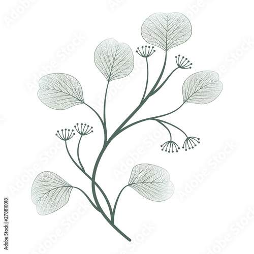 Branch with leaves isolated. Vector illustration.