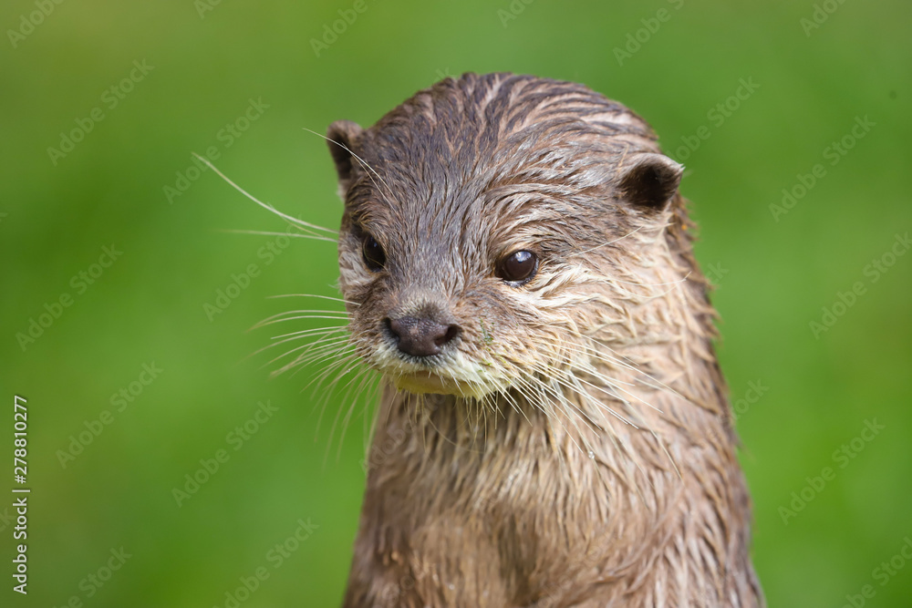 Close up Asian Short Clawed Otter (Amblonyx cinerea) Close up Asian Short Clawed Otter (Amblonyx cinerea)