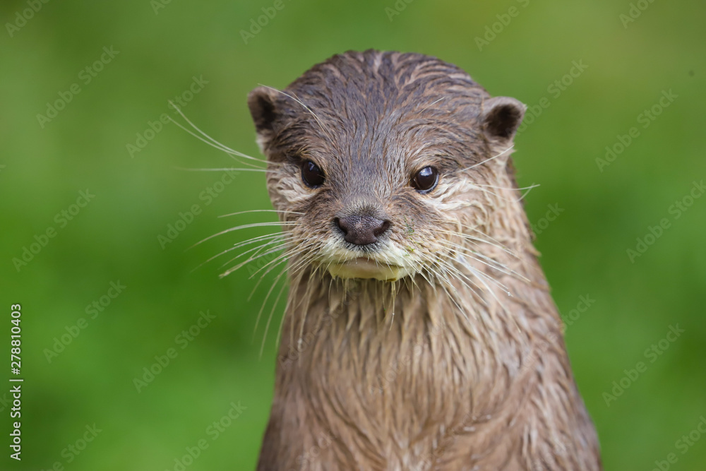 Fototapeta premium Close up Asian Short Clawed Otter (Amblonyx cinerea)