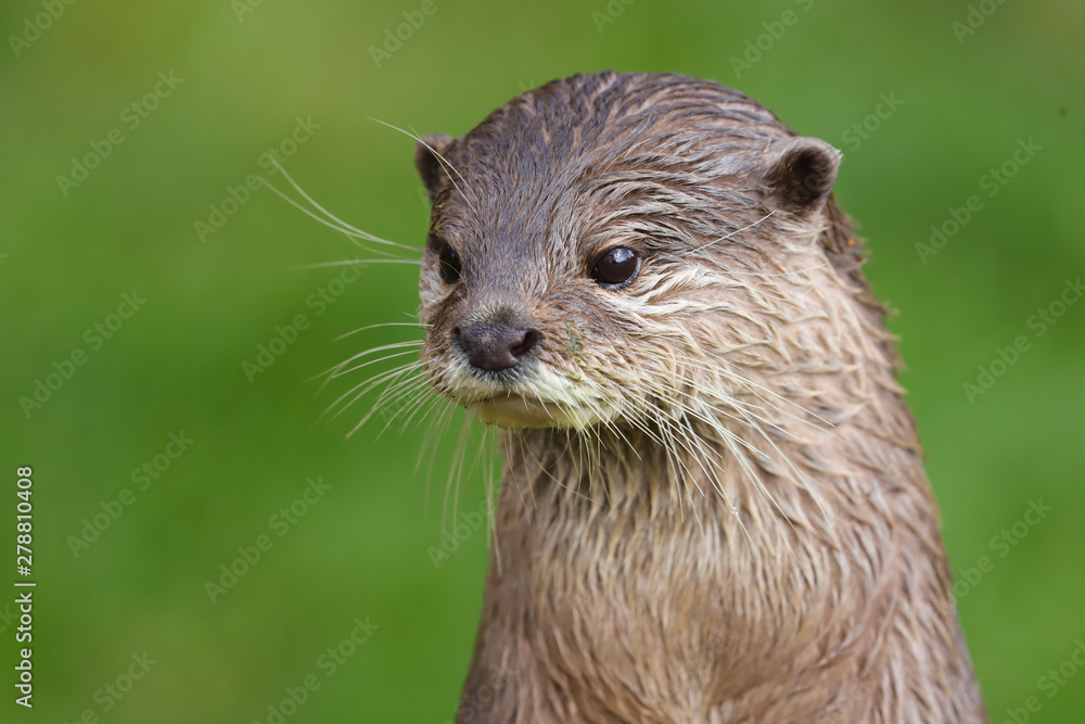 Close up Asian Short Clawed Otter (Amblonyx cinerea) Close up Asian Short Clawed Otter (Amblonyx cinerea)