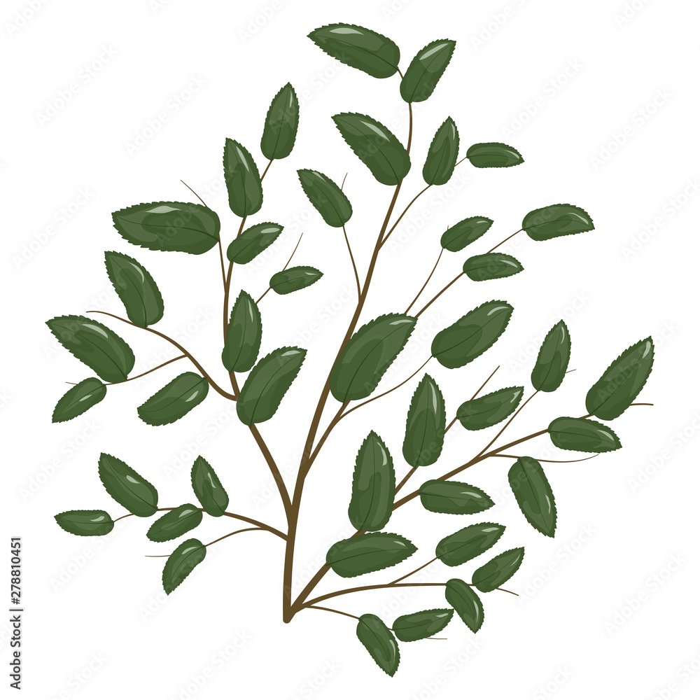 Naklejka premium Art watercolor natural fern leaves elements. Vector illustration.