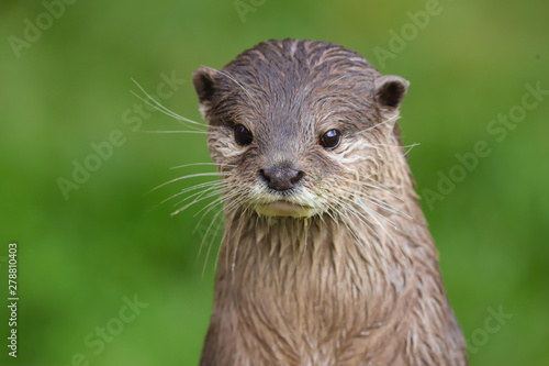 Close up Asian Short Clawed Otter (Amblonyx cinerea)