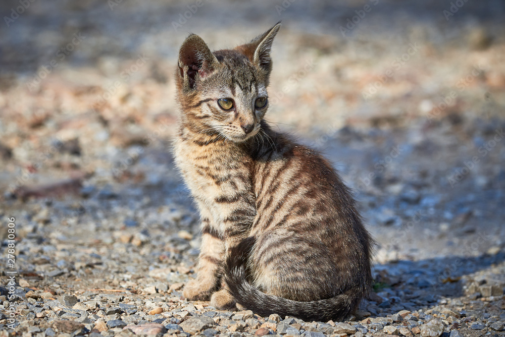 Beautiful Tabby Cat Closeup ( Felis Catus ) Beautiful Tabby Cat Closeup ( Felis Catus )