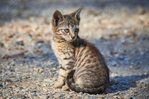 Beautiful Tabby Cat Closeup ( Felis Catus ) © Adrian 