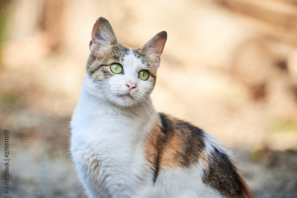 Beautiful Cat Closeup ( Felis Catus )