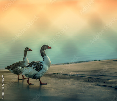 pareja de gansos atardecer