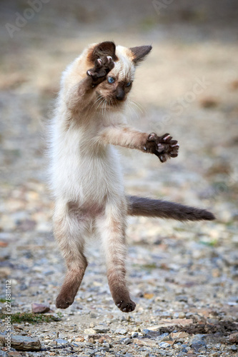 Siamese cat playing ( Felis Catus ) © Adrian 