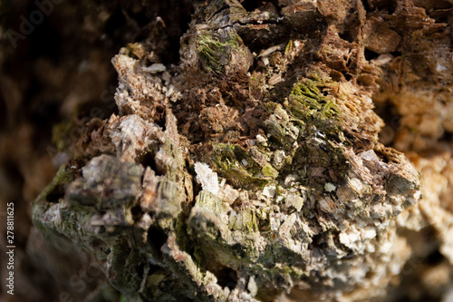 Holzstamm abgebrochen von oben