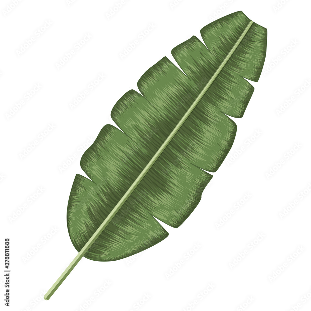 Obraz premium Tropical leaf palm isolated. Watercolor. Vector illustration. EPS 10