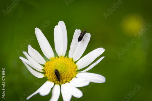Kamille mit Insekten