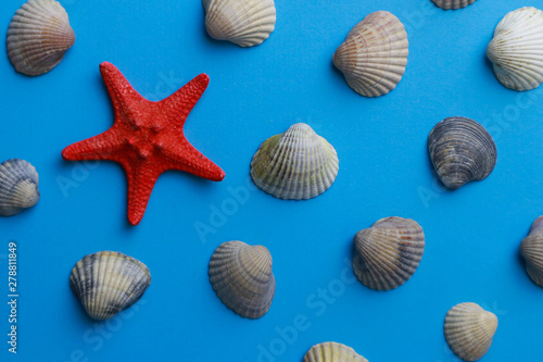 Composition with seashells on color background