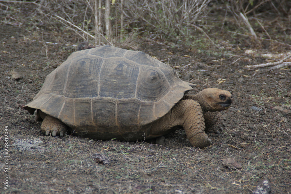 Obraz premium galapagos tortoise
