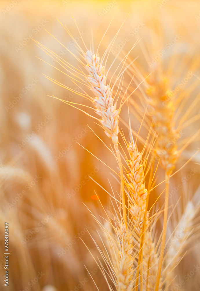 Beautiful Nature Sunset Landscape. Rural Scenery under Shining Sunlight. Beautiful Nature Sunset Landscape. Rural Scenery under Shining Sunlight.