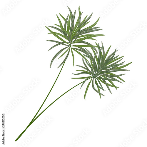 Tropical leaf palm isolated. Watercolor. Vector illustration. EPS 10