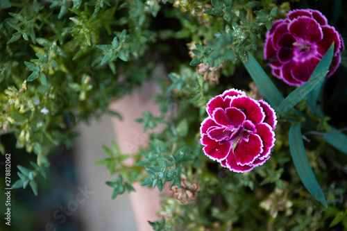 Pinke Blume im Garten
