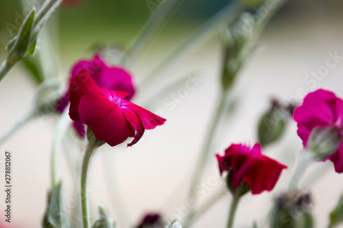 Pinke Blume