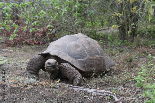 galapagos tortoise photo
