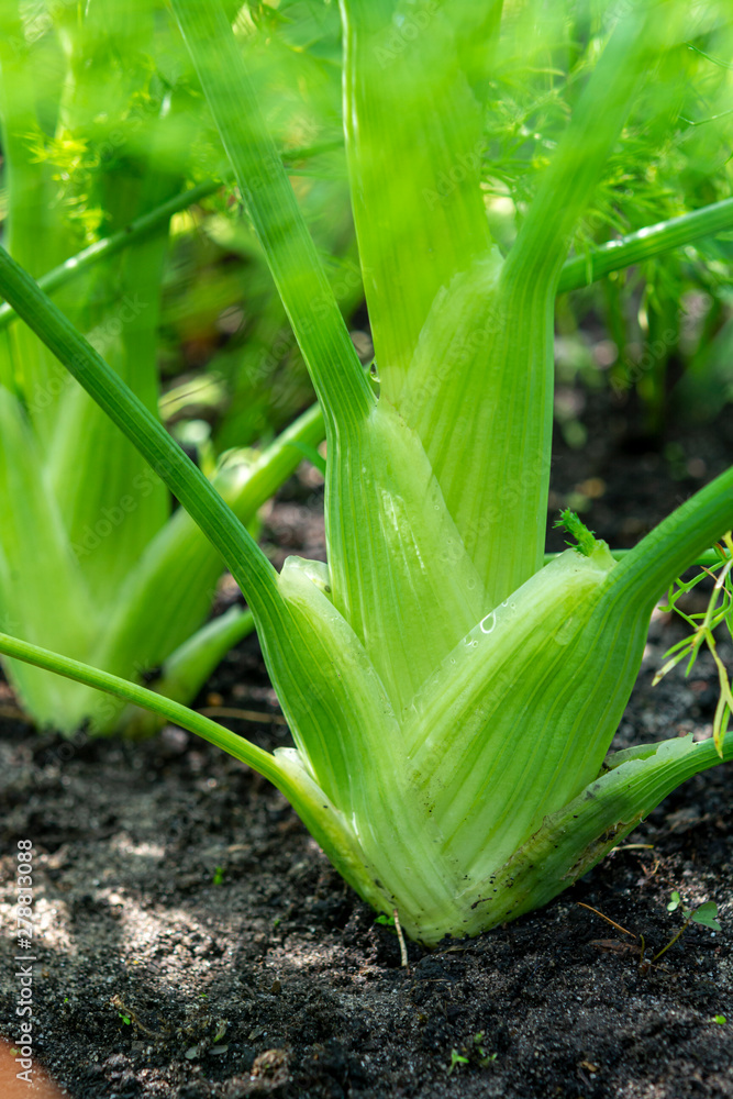 Obraz premium Healthy vegetables growing in garden, young green bulb of fennel plant