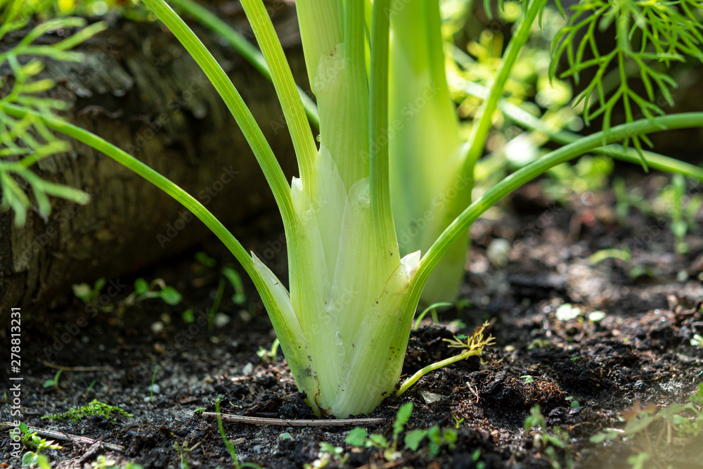 Obraz premium Healthy vegetables growing in garden, young green bulb of fennel plant