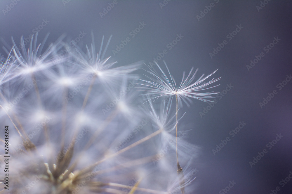 Obraz premium Dandelion seeds close up. Soft focus. Template for design.