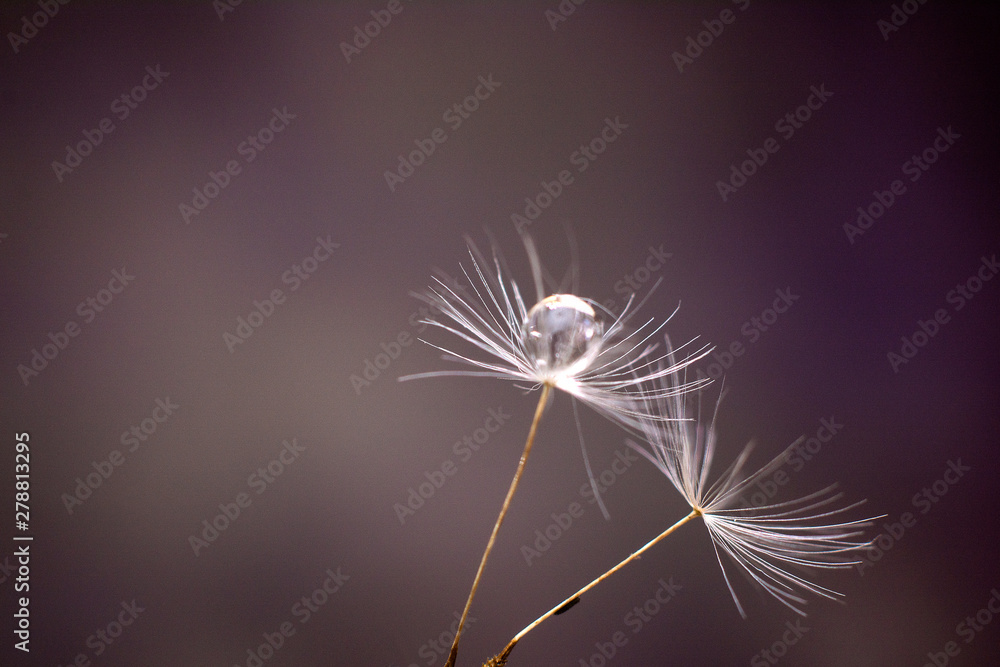 Seeds of dandelion flowers with water drops on a dark background macro. Clear drop of water.