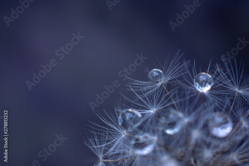 Beautiful dew drops on a dandelion seed macro. Beautiful dark background. Water drops on a parachutes dandelion. Copy space for text © Людмила Короткова