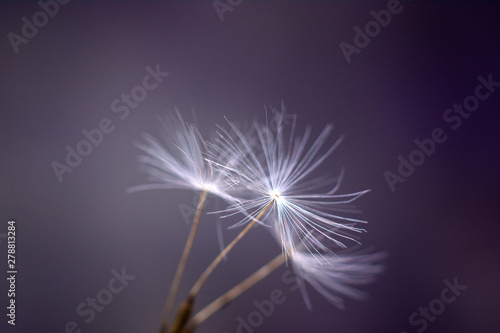 Abstract macro photo of plant seeds with water drops. Dandelion seed on dark background. Copy space for text. Closeup.