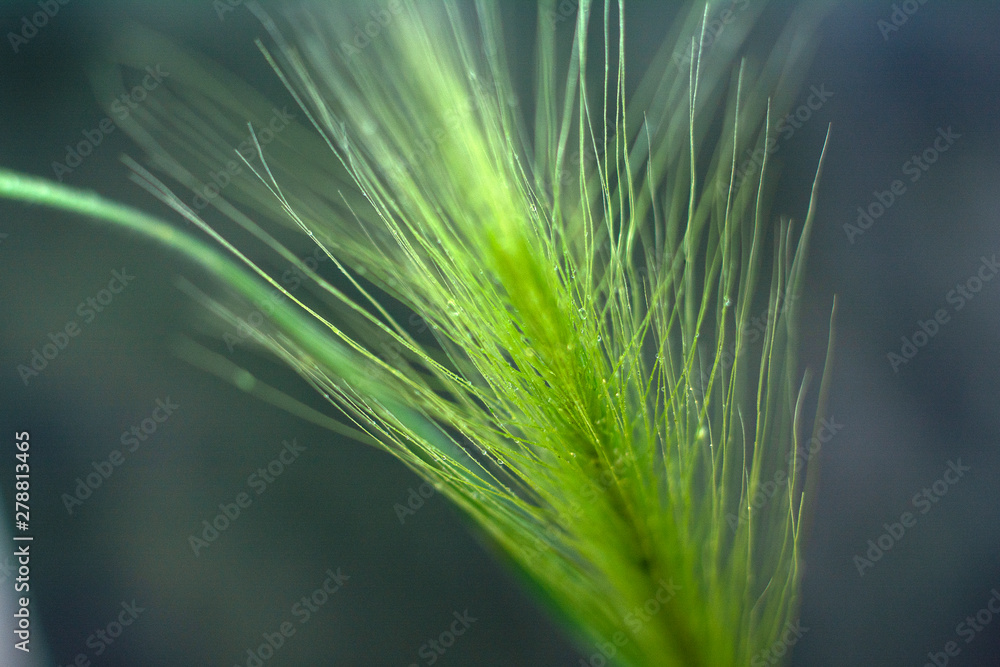 Fototapeta premium Feather grass on a dark background. Closeup. Natural concept. Copy space for text.