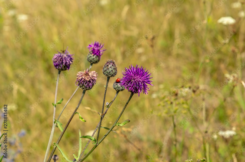 bee on a flower bee on a flower