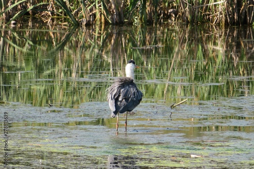 Great egret (ardea cinerea) in the pond photo