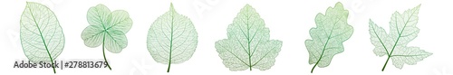 Set leaves on white. Vector illustration.