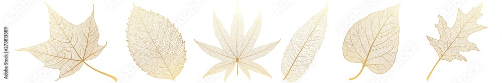 Fototapeta premium Set leaves on white. Vector illustration.