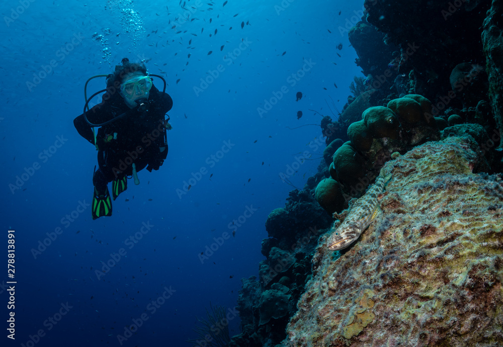 Diver approaches a lizardfish on the reef in Bonaire, Netherlands Antilles Diver approaches a lizardfish on the reef in Bonaire, Netherlands Antilles