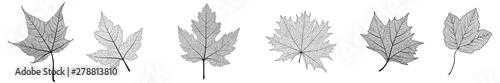 Set leaves on white. Vector illustration.