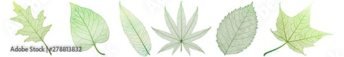 Set leaves on white. Vector illustration.