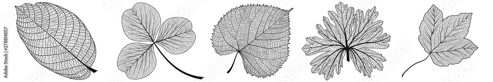 Obraz premium Set leaves on white. Vector illustration.